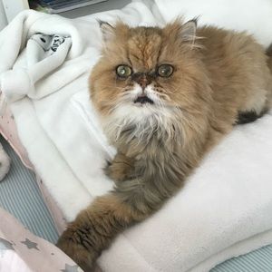 Meet your Posher, Daniele